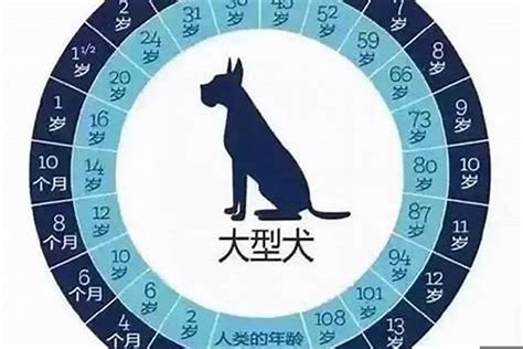 50岁属狗的什么命,女人属狗51岁是啥命