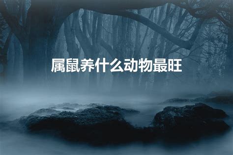 办了日签不去(属鼠养什么宠物招财)