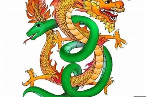,龙男为什么喜欢属蛇女