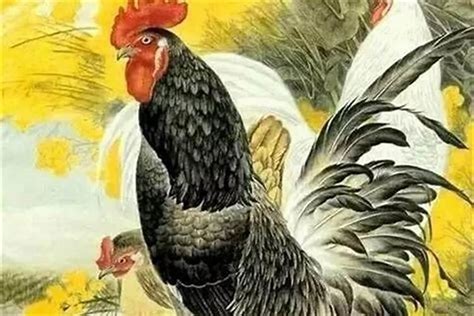 10月份出生的鸡命运好不好呀(属鸡十一月出生的命运)